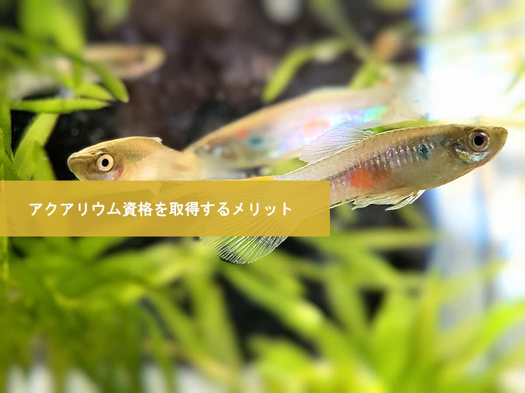 アクアリウム資格を取得するメリット